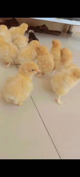 White heavy buff chiks availabl