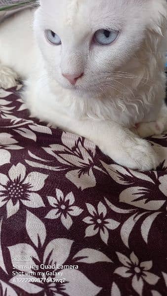 Turkish Angora  cat with blue eyes 0