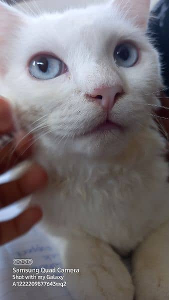 Turkish Angora  cat with blue eyes 1