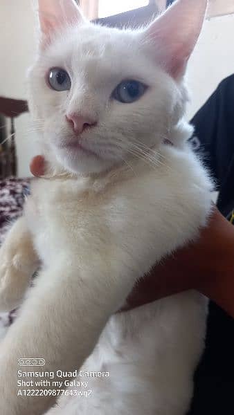 Turkish Angora  cat with blue eyes 2