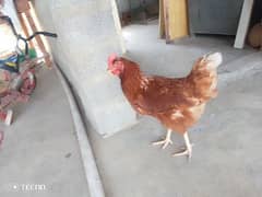 3 Egg laying lohman looking for new shelter urgent sell Karni h