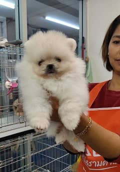 pomernion puppy for sale