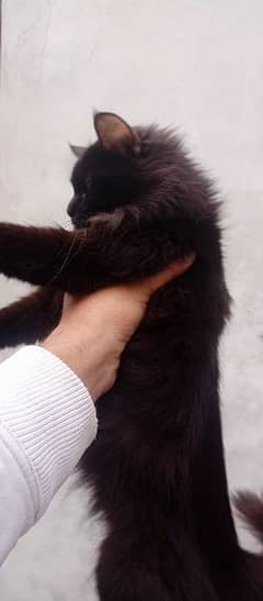 black cat up for sale 0