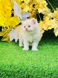 Beautiful male female  quality kitten available for sale