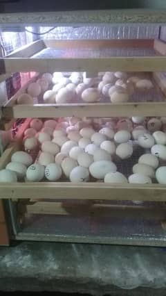 Egg Incubator (500 egg Capacity)