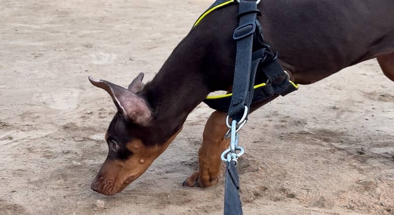 Doberman Female 2