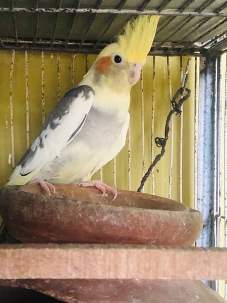 cockatiels breeder pair  for sale 3