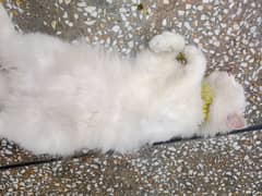 white colour cat
