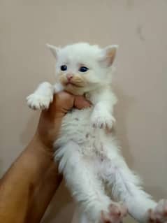 Kitten Persian cat