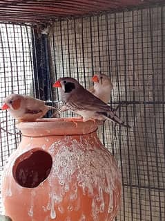 finches pair