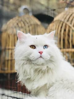 cats for sale hod eyes mala