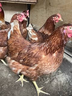 lohmann brown eggs laying hens
