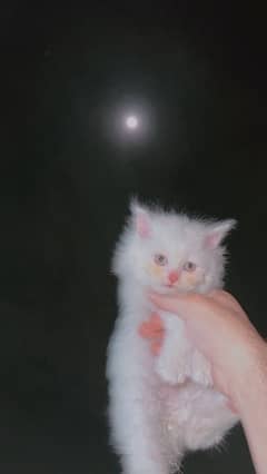 persian kitten ۱۰۵ مونٹھس 0
