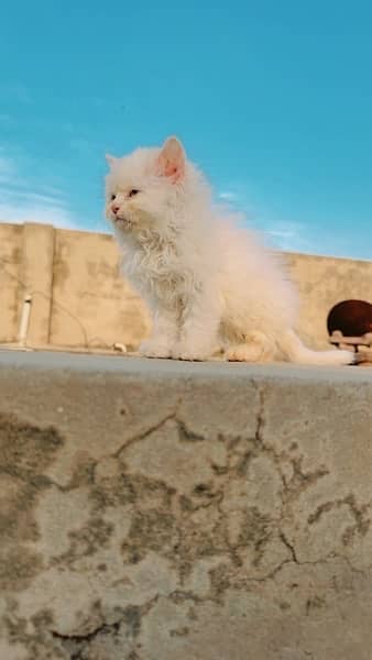 persian kitten ۱۰۵ مونٹھس 1