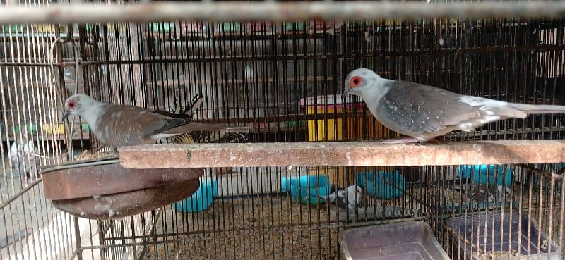 dimond and red pied dove 1