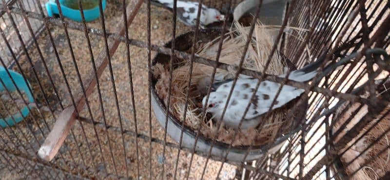 dimond and red pied dove 2