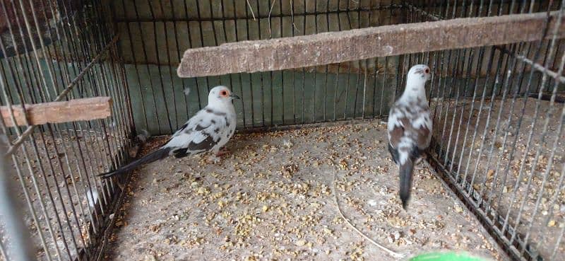 dimond and red pied dove 3