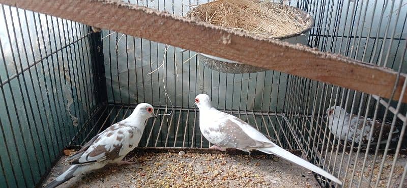 dimond and red pied dove 9