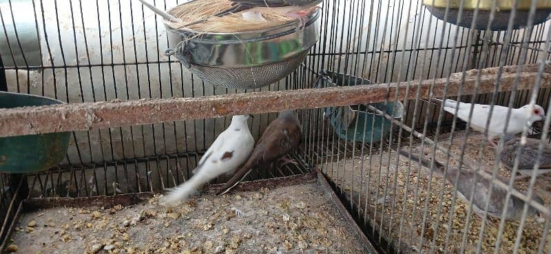dimond and red pied dove 11