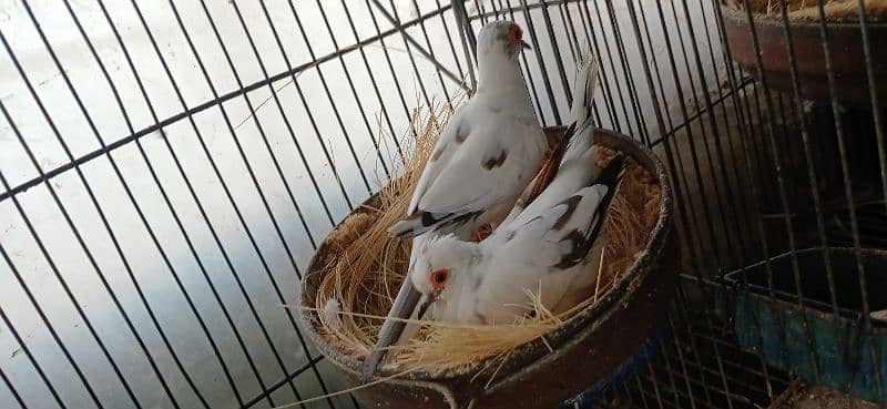 dimond and red pied dove 13