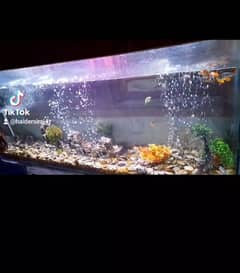 5.5ft fish aqaurium