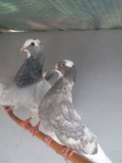 Egyptian swift pigeon for sell 0