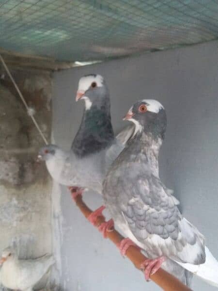 Egyptian swift pigeon for sell 1