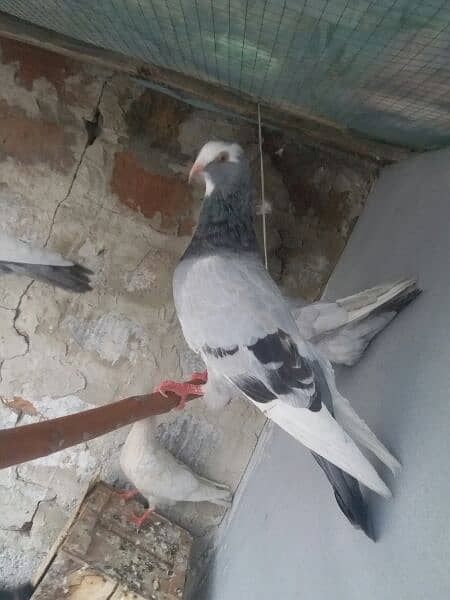 Egyptian swift pigeon for sell 2