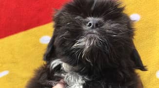 Shih Tzu Puppies available***