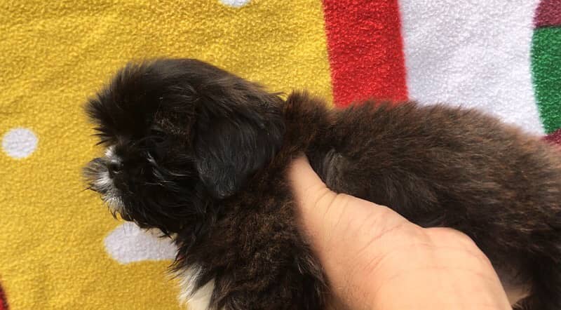 Shih Tzu Puppies available*** 3