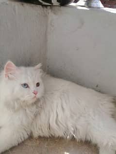 Triple coated persian cate for sale 0