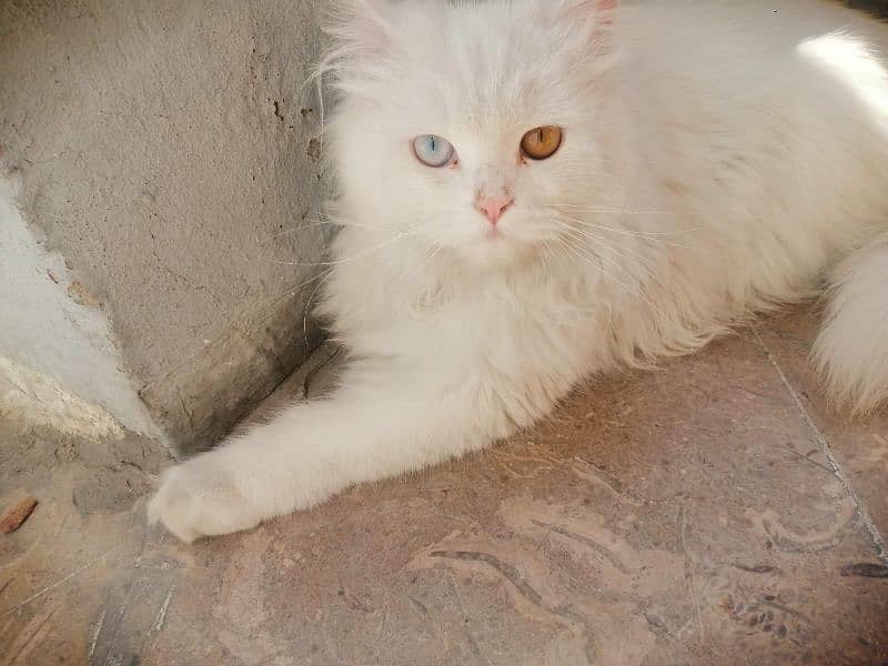 Triple coated persian cate for sale 6