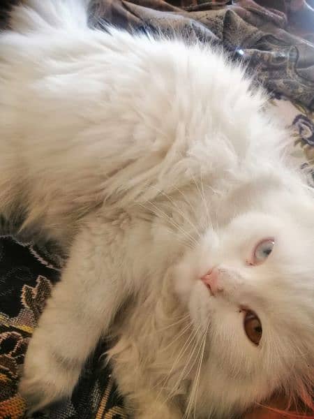 Triple coated persian cate for sale 9