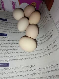 desi egg