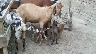 Nagri Goat in shaira print with 2 female baby goats