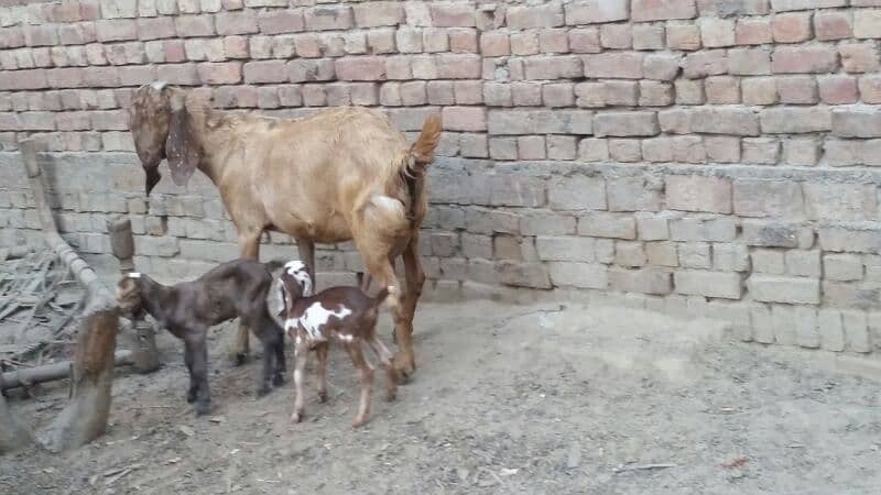 Nagri Goat in shaira print with 2 female baby goats 4