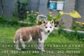 Pedigree Siberian Husky Pair - Different Colors