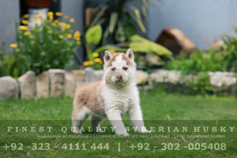 Pedigree Siberian Husky Pair - Different Colors 5