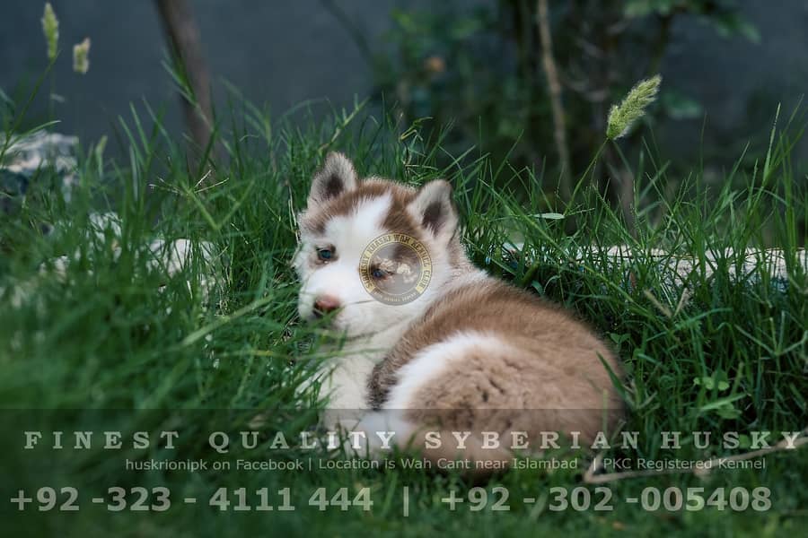 Pedigree Siberian Husky Pair - Different Colors 6