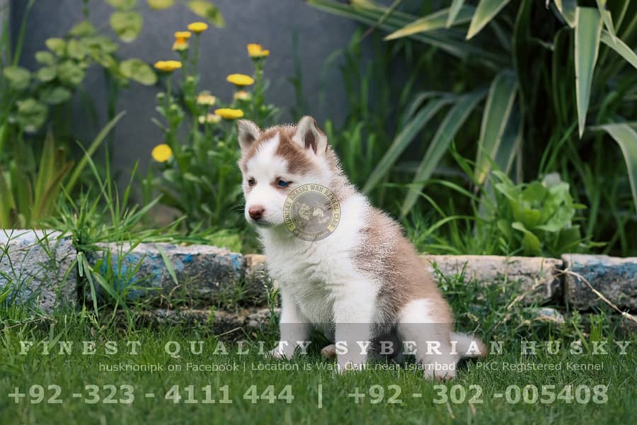 Pedigree Siberian Husky Pair - Different Colors 11