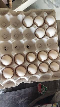 Aseel Egg's