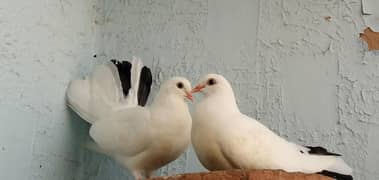 lakka kabootar | fantail pigeon