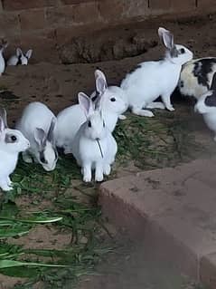 rabbits for sale young r baby. male female both available 03234919413