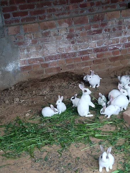 rabbits for sale young r baby. male female both available 03234919413 2