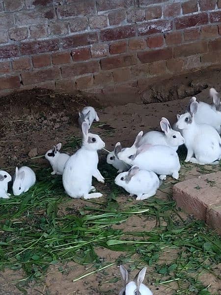rabbits for sale young r baby. male female both available 03234919413 3