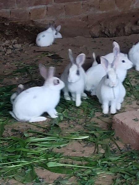rabbits for sale young r baby. male female both available 03234919413 4