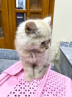 Persian Golden Kitten | Double Coat Male For sale