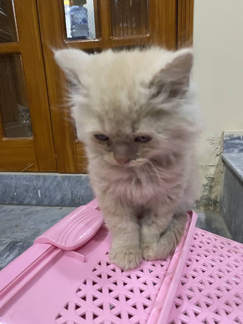 Persian Golden Kitten | Double Coat Male For sale 1