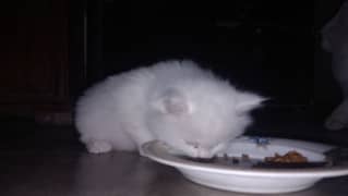 white persain kitten