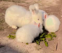 English Angora breder jori whatsapp Number03130548436